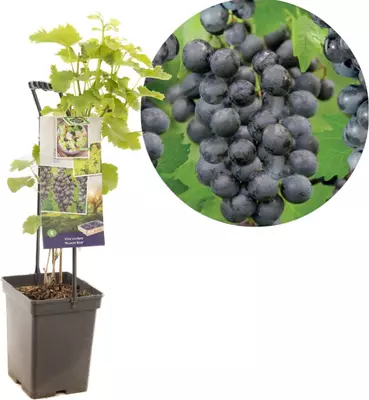 Vitis vinifera 'Muscat Blue' (Druif) fruitplant 65cm - afbeelding 1