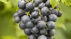 Vitis vinifera 'Muscat Blue' (Druif) fruitplant 65cm - afbeelding 5