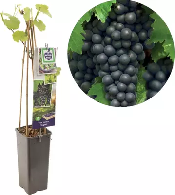 Vitis vinifera 'Regent' (Druif) fruitplant 60cm - afbeelding 1
