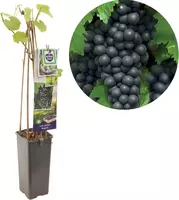 Vitis vinifera 'Regent' (Druif) fruitplant 60cm kopen?