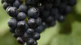 Vitis vinifera 'Regent' (Druif) fruitplant 60cm - afbeelding 4