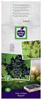 Vitis vinifera 'Regent' (Druif) fruitplant 65cm - afbeelding 4