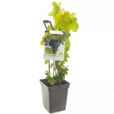 Vitis vinifera 'Regent' (Druif) fruitplant 65cm - afbeelding 2