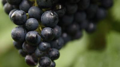 Vitis vinifera 'Regent' (Druif) fruitplant 65cm - afbeelding 5