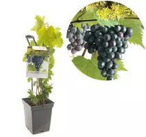 Vitis vinifera 'Regent' (Druif) fruitplant 65cm - afbeelding 1