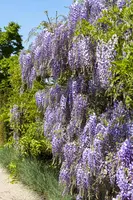 Wisteria (Blauweregen) kopen?