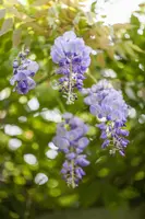 Wisteria floribunda 'Ikoyama Fuji' (Japanse blauweregen 'Ikoyama Fuji') kopen?