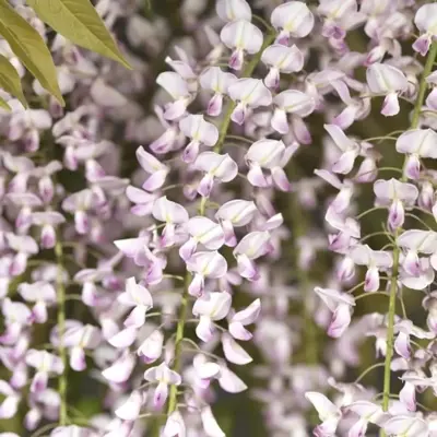 Wisteria floribunda 'Rosea' (Blauwe regen) klimplant 75cm - afbeelding 2