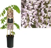 Wisteria floribunda 'Rosea' (Blauwe regen) klimplant 75cm - afbeelding 1