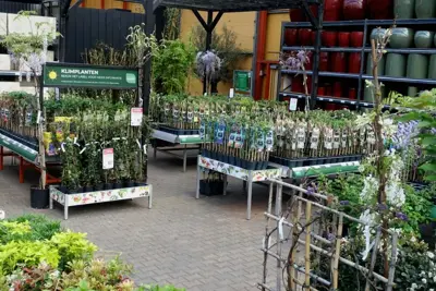 Wisteria 'sinensis' (Blauwe regen) klimplant 115cm - afbeelding 6