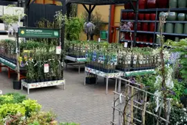 Wisteria 'sinensis' (Blauwe regen) klimplant 115cm - afbeelding 6